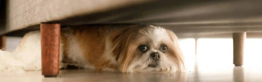 Comment rassurer un chien qui a peur ?