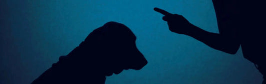 Comment punir un chien qui se sauve ?