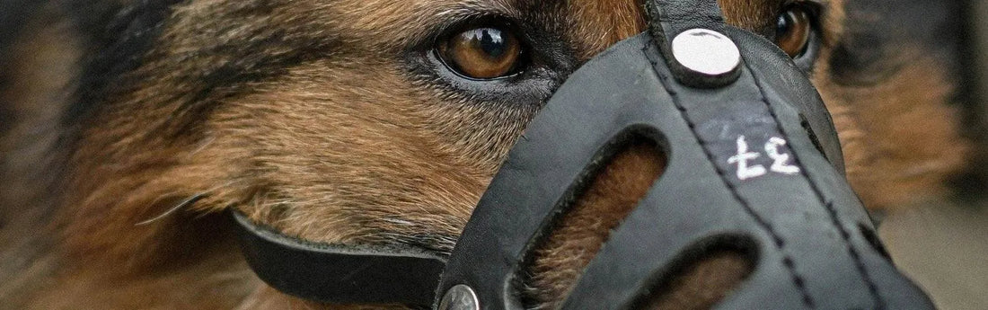 Quel chien doit porter une muselière ? Guide complet