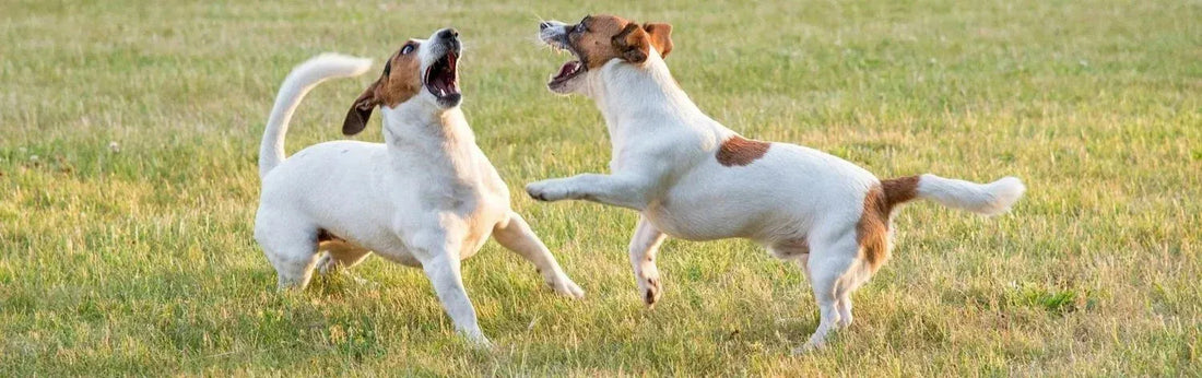 Pourquoi mon chien aboie sur les autres chiens ?