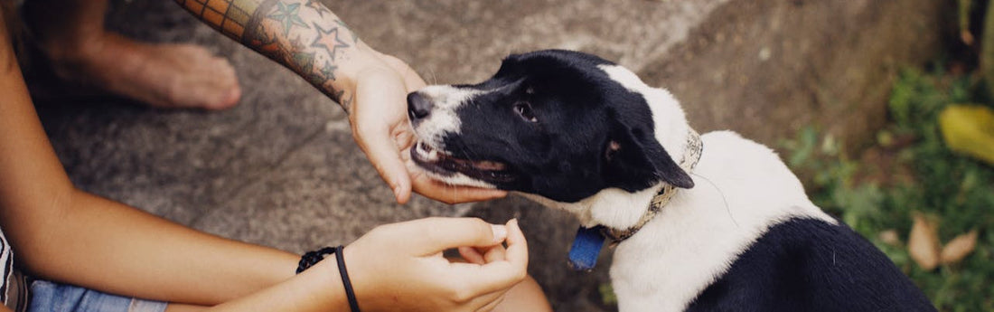 Comment jouer avec son chien ?