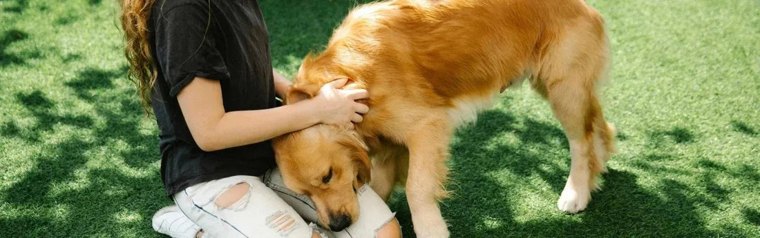 Faut il promener son chien quand on a un jardin ?