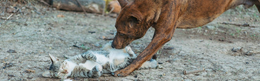 Comment faire pour que mon chien laisse mon chat tranquille ?