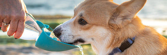 Combien de temps un chien peut rester sans boire ?
