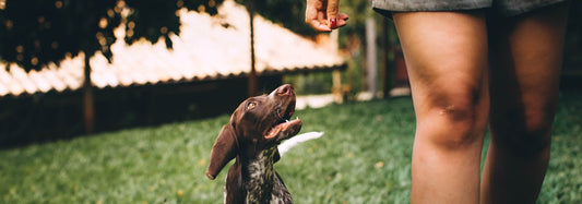 Pourquoi mon chien me suit partout ?