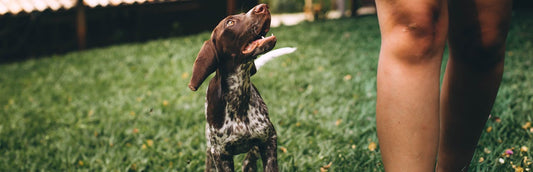 Peut on promener son chien sans laisse ?