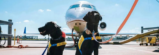 Quelle compagnie aérienne accepte les chiens en cabine ?