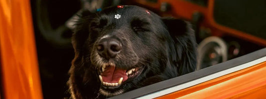 Quelle race de chien est la plus mignonne ?