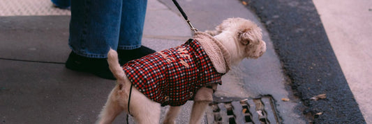 Pourquoi mon chien tire en laisse ?