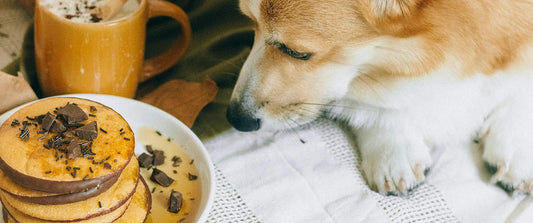 Que faire quand un chien mange du chocolat ?