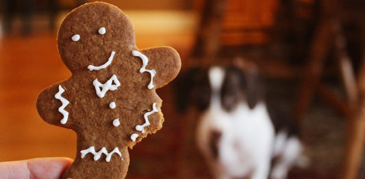 Comment punir un chien qui a mordu ?