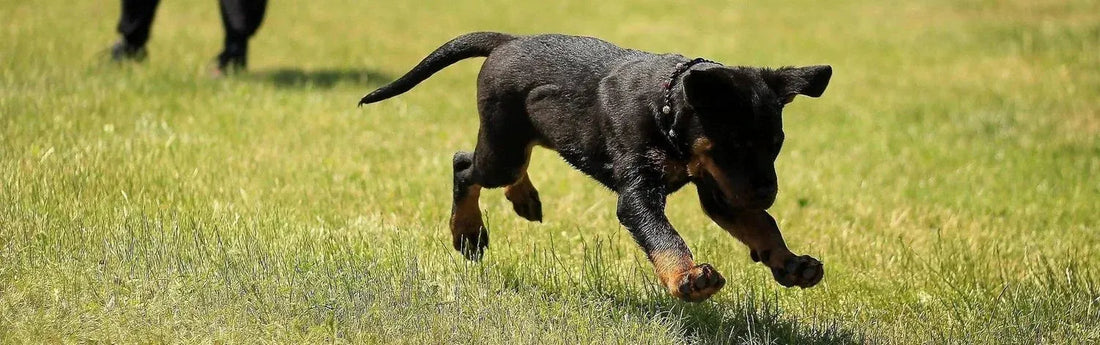 Pourquoi mon chien mange de l'herbe en promenade ?