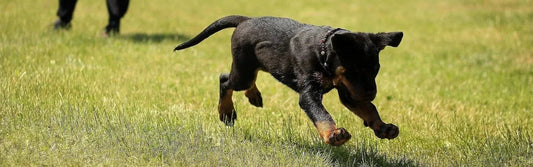 Pourquoi mon chien mange de l'herbe en promenade ?