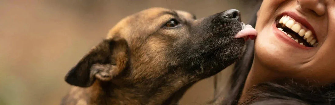 Pourquoi mon chien me lèche ?