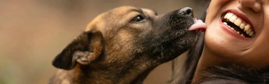 Pourquoi mon chien me lèche ?