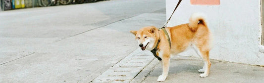 Quel harnais pour chien ?