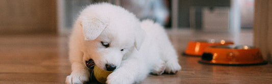 Combien de temps un chien peut rester sans manger ?