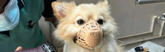 Combien de temps peut-on laisser une muselière à un chien ?