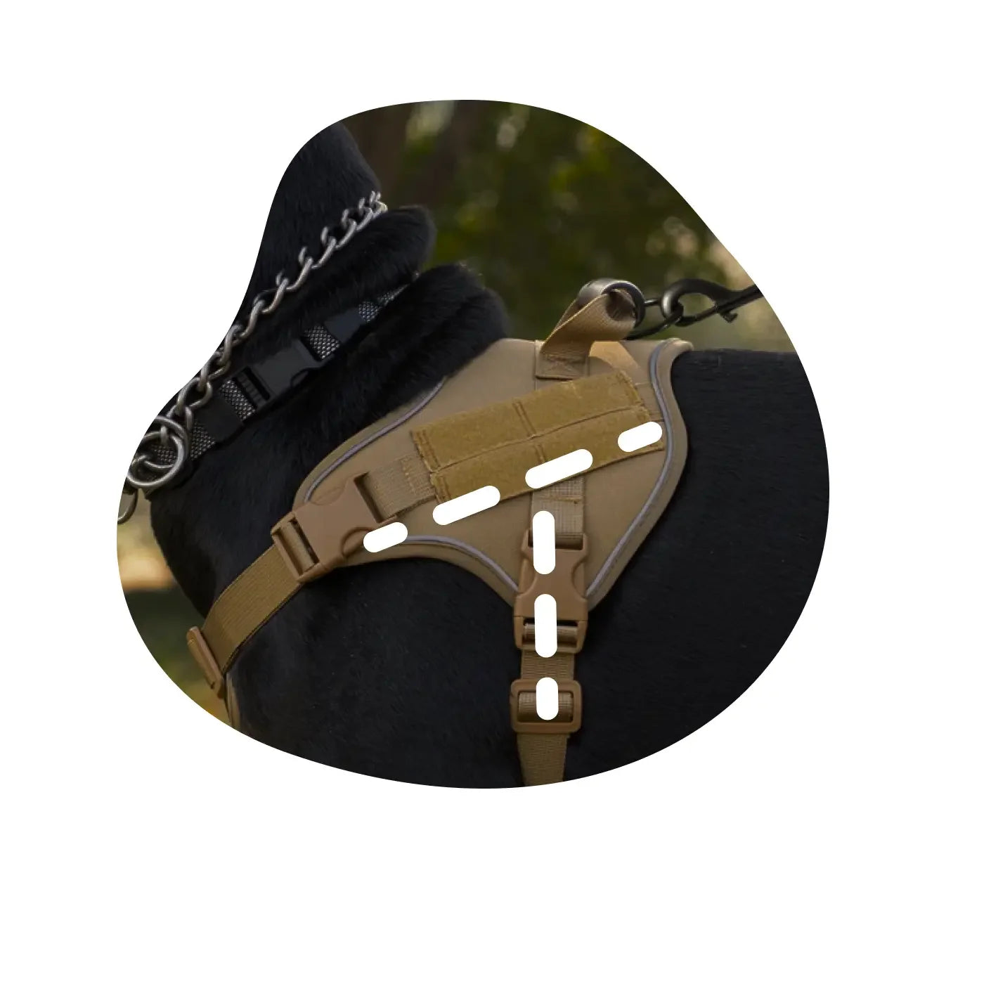 Collection-Harnais-en-T