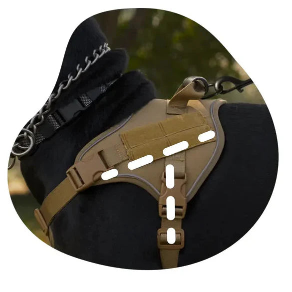 Collection-Harnais-en-T