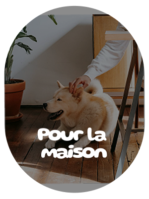 Accessoires de maison pour chien