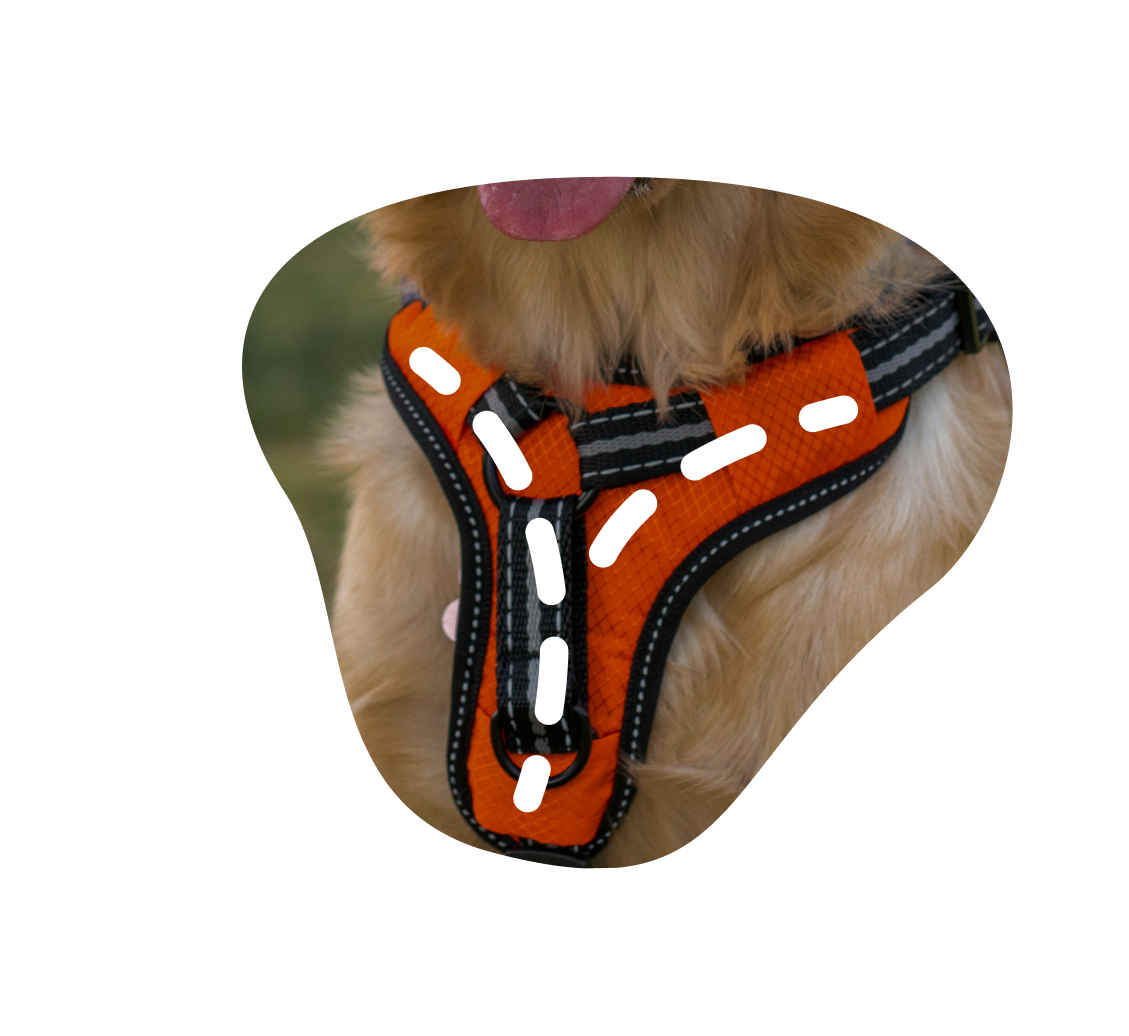 Collection-Harnais-en-Y