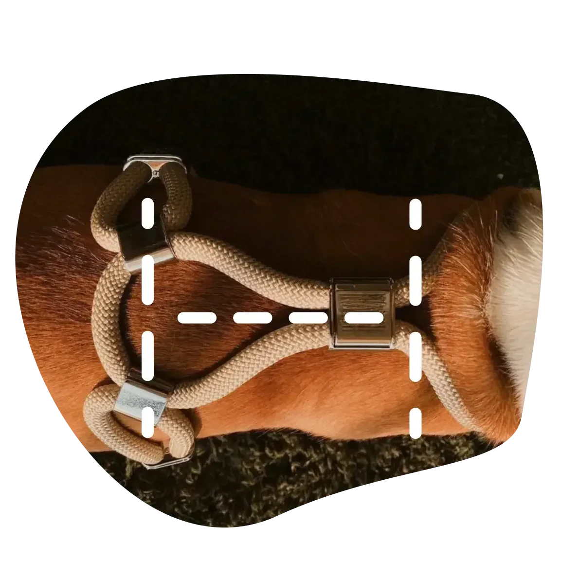 Harnais en H pour Chien