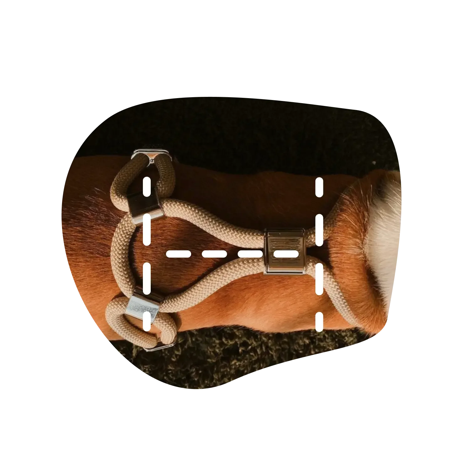 Collection-Harnais-en-H