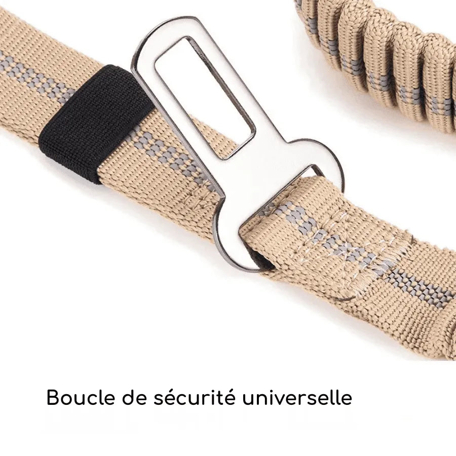 Laisse pour Chien 2 en 1 | SafetyFirst | PetitePromenade