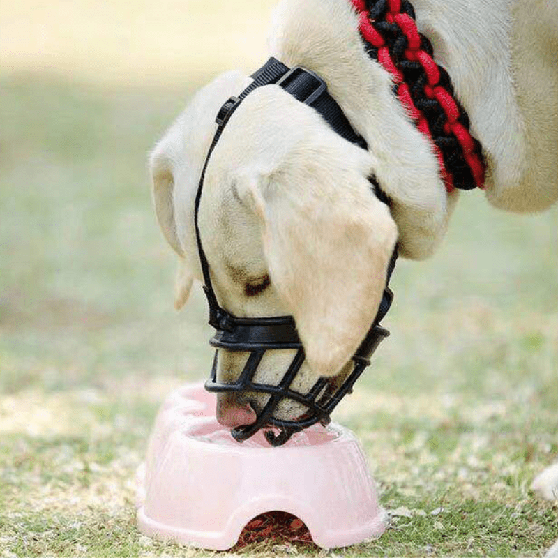 Muselière Panier | SafeGuard PetitePromenade