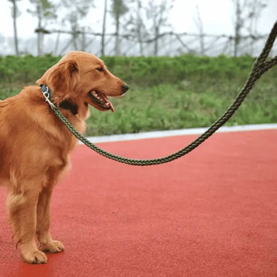 Laisse en Corde pour Chien | RockLine | PetitePromenade
