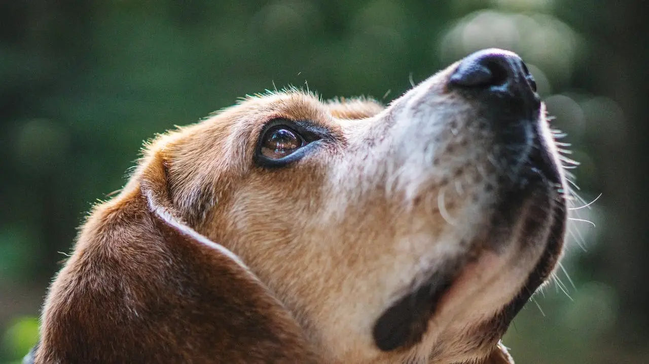 Banniere_PetitePromenade