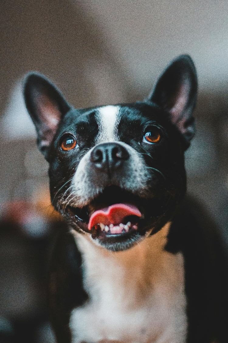Boston-Terrier-Shleby