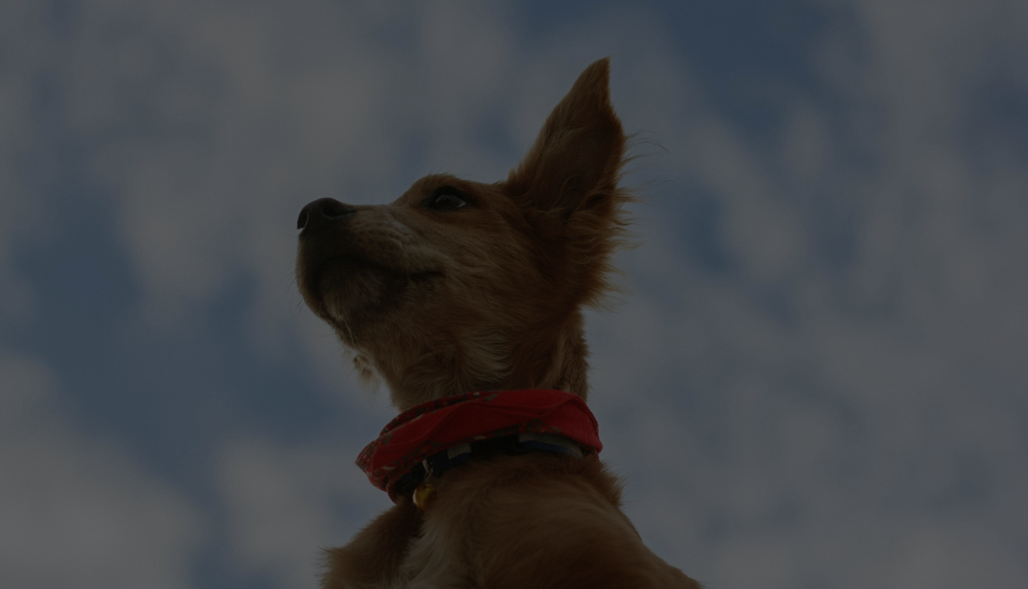 CollectionBlackFriday