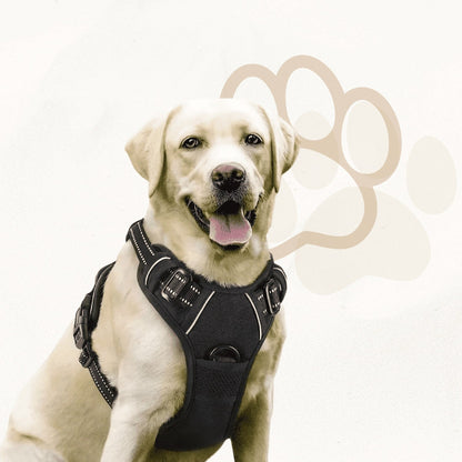 Harnais_BoldPaw_porté