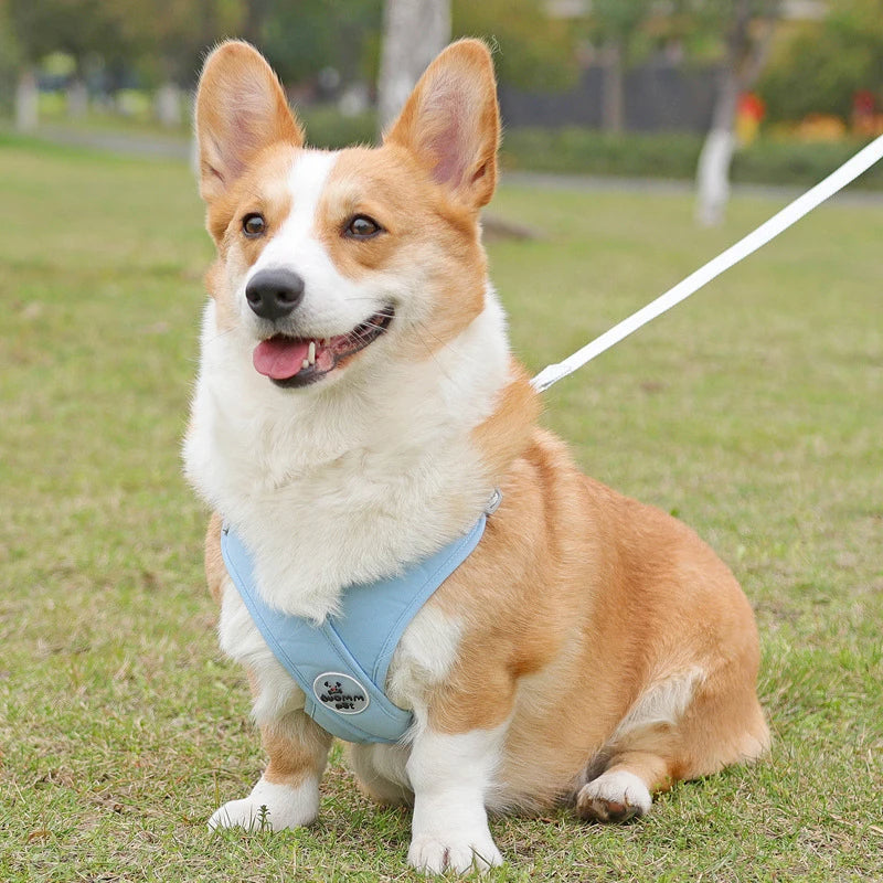 Harnais_en_X_pour_Chien_DualBand-Corgi