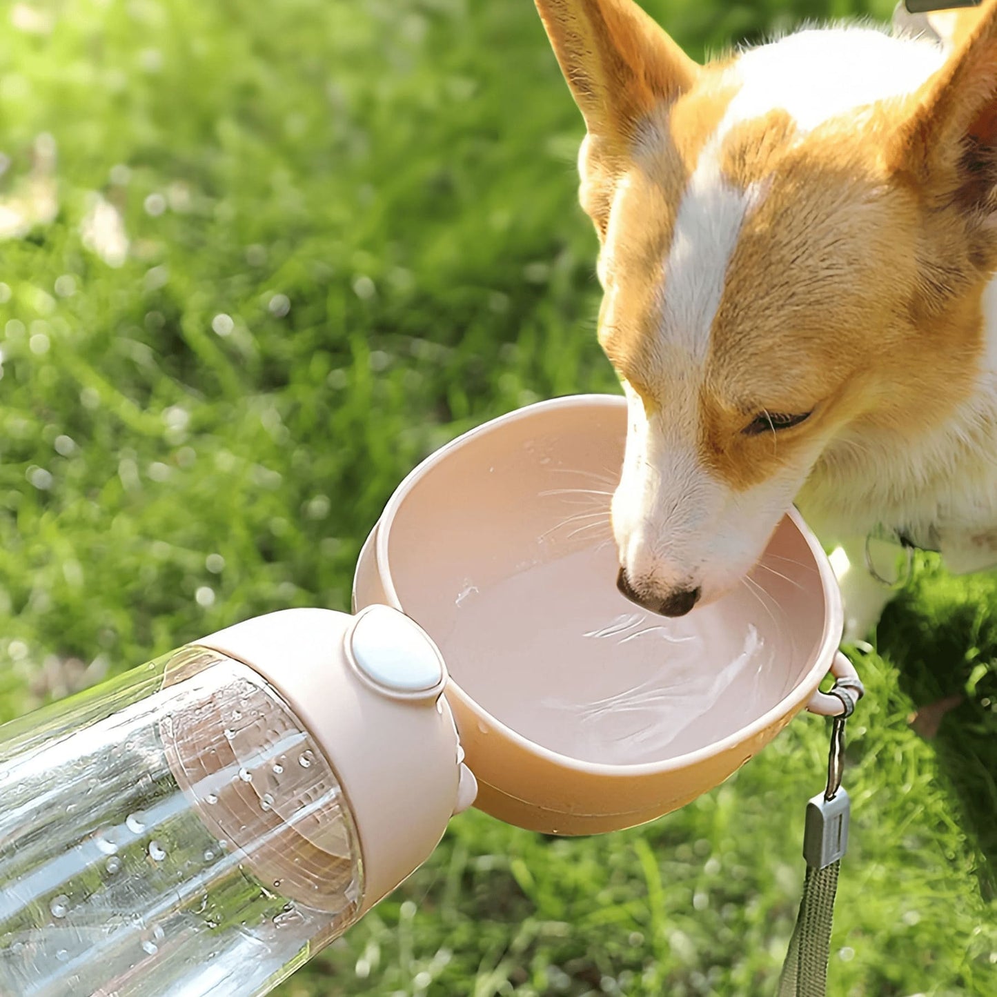 gourde-gamelle-chien-pawluxe-parc