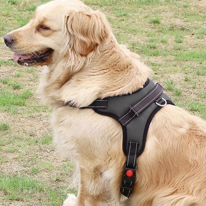 harnais-avec-poignee-pour-chien-atlas-discretion-golden