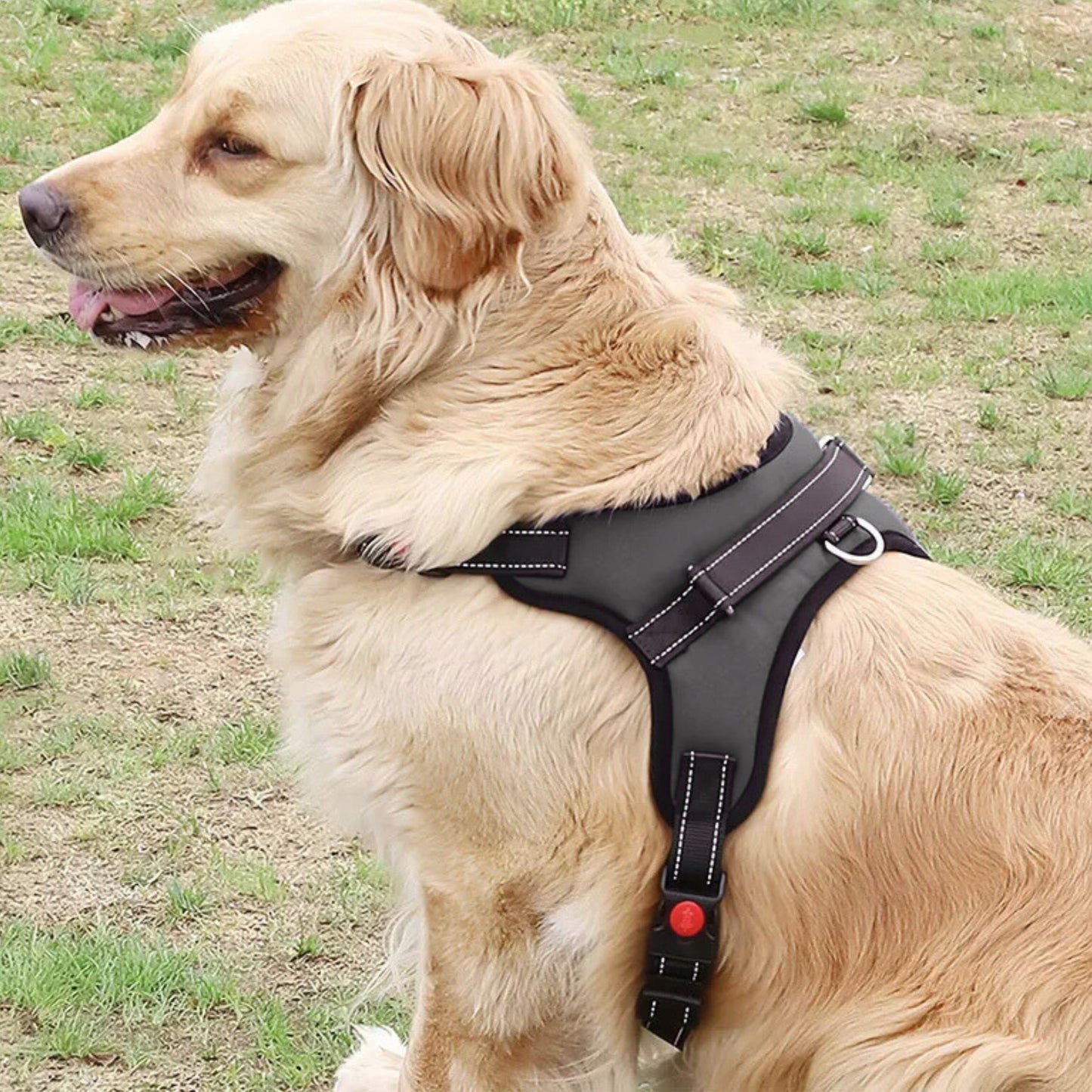 Harnais avec poignée pour chien | Atlas Discretion