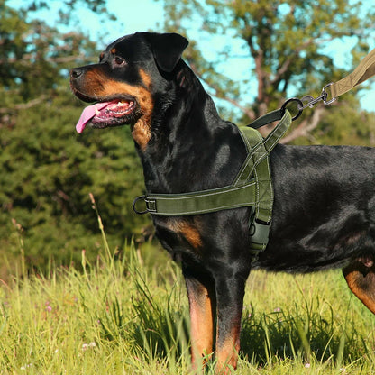 harnais-en-t-avec-poignee-titan-gear-rottweiler