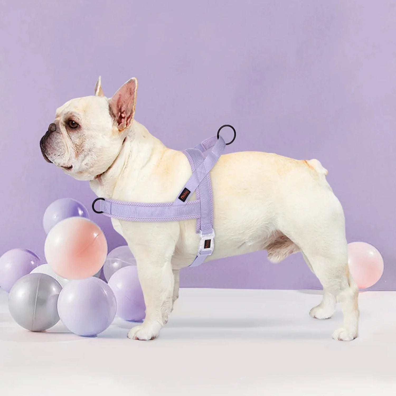 harnais-en-t-pour-chien-loopie-violet