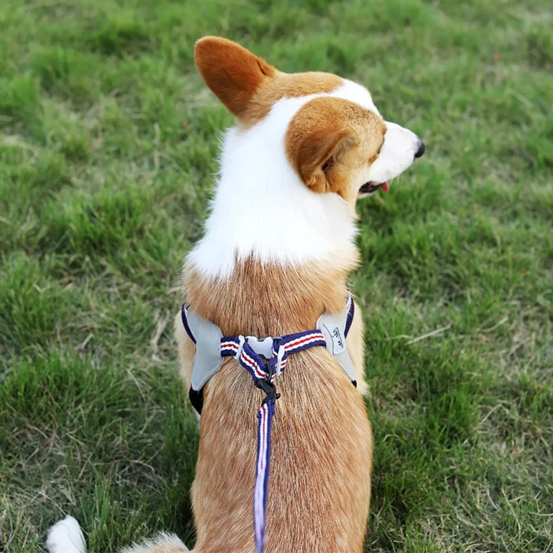 harnais-norvegien-pour-chien-norka-tricolore-du-dessus