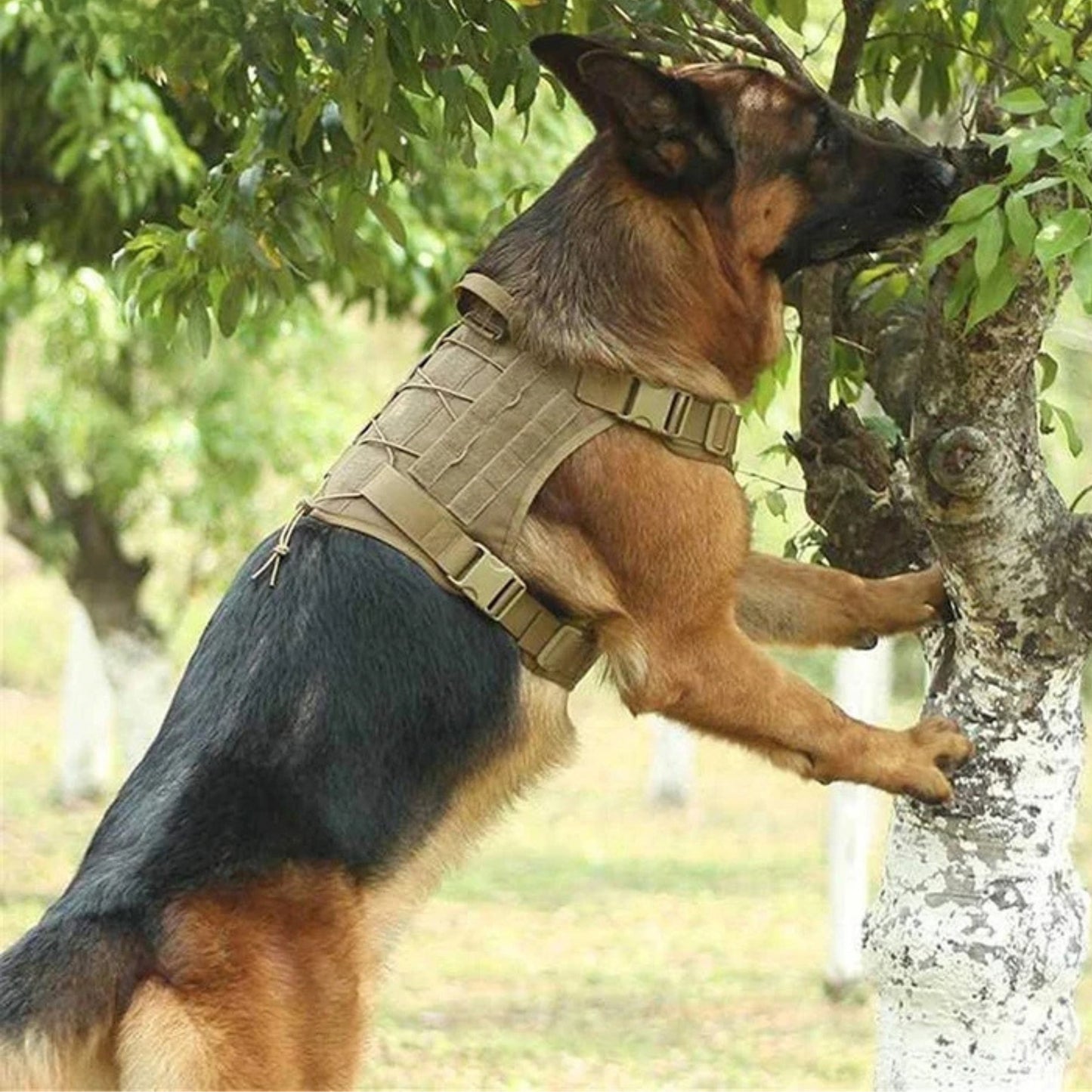 Harnais tactique chien | TacticalGrip