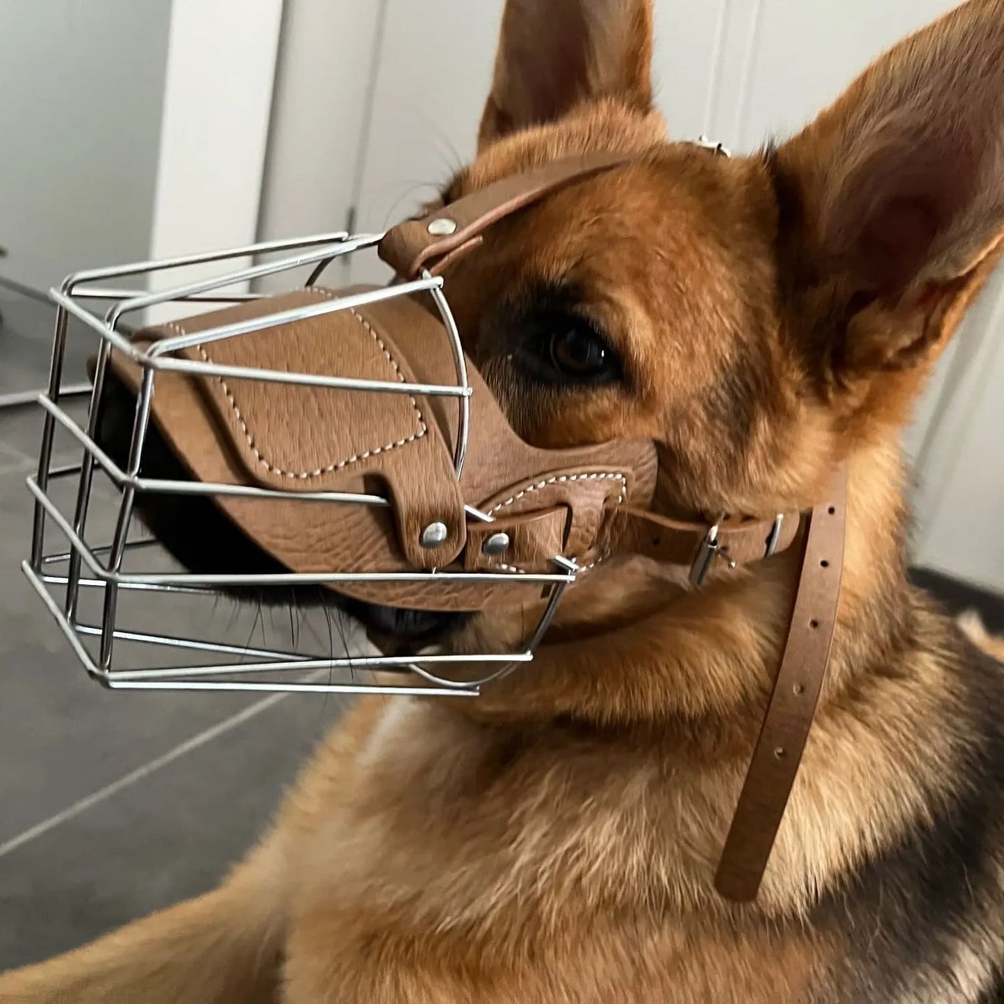 museliere-en-cuir-ironbark-Berger-Allemand